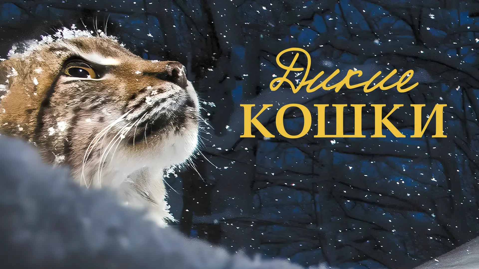 Дикие кошки