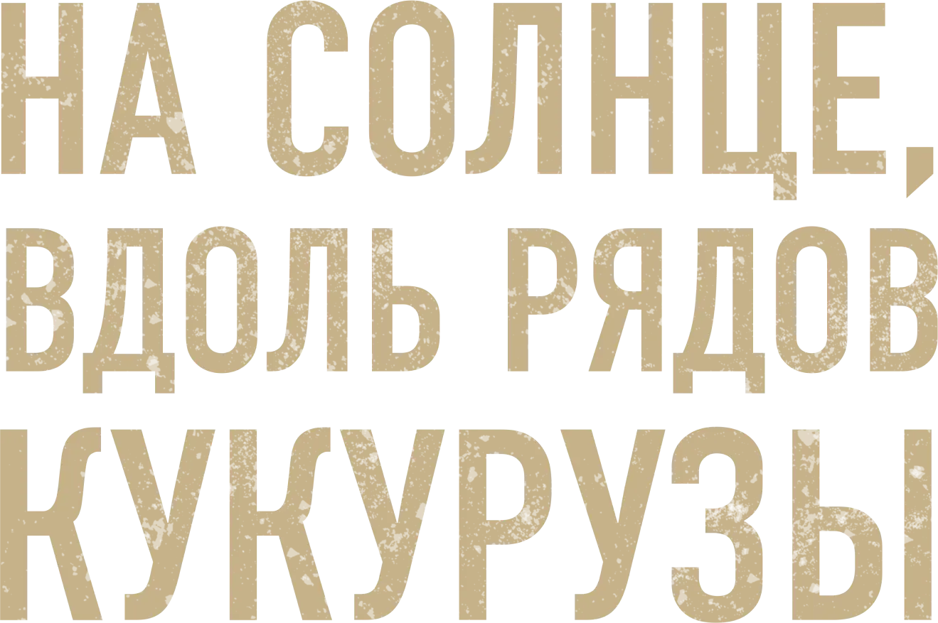 На солнце, вдоль рядов кукурузы