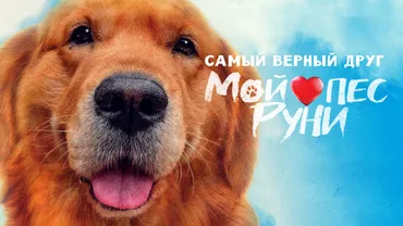 Мой пес Руни
