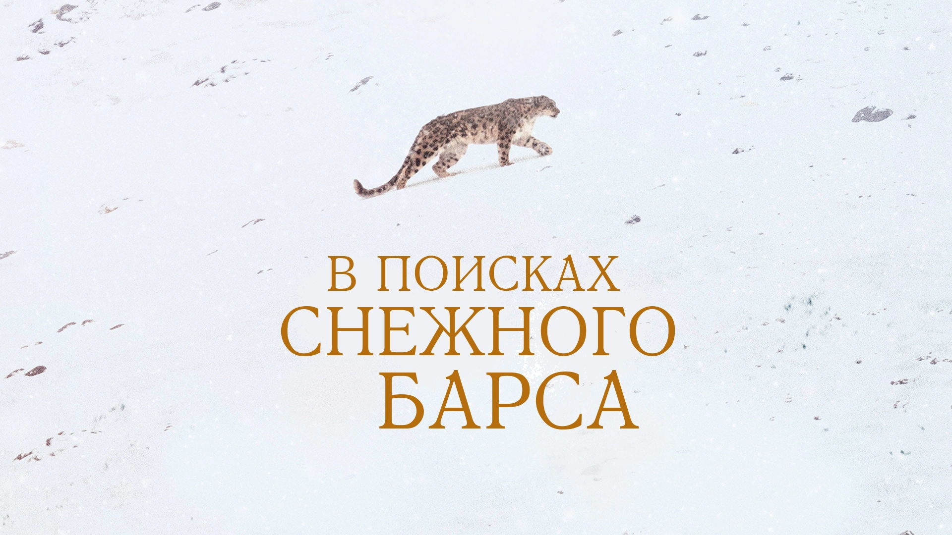 В поисках снежного барса