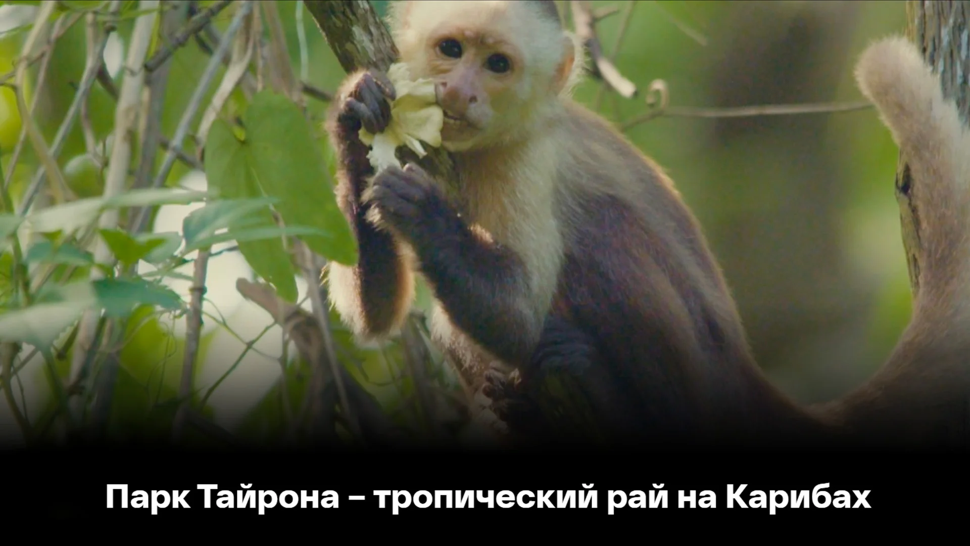 Парк Тайрона - тропический рай на Карибах