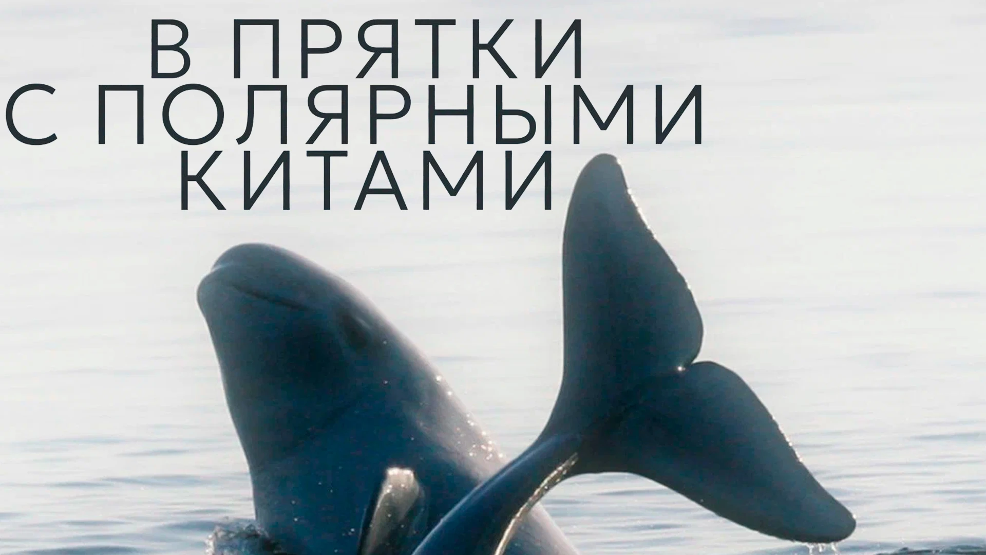 В прятки с полярными китами