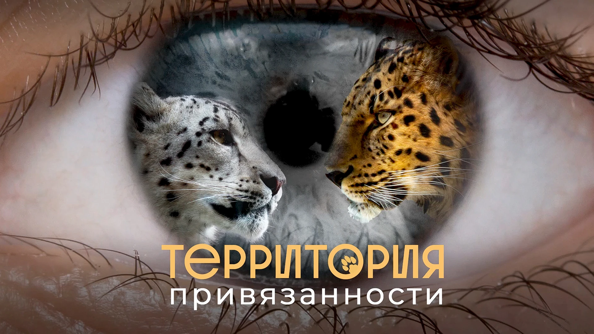 Территория привязанности