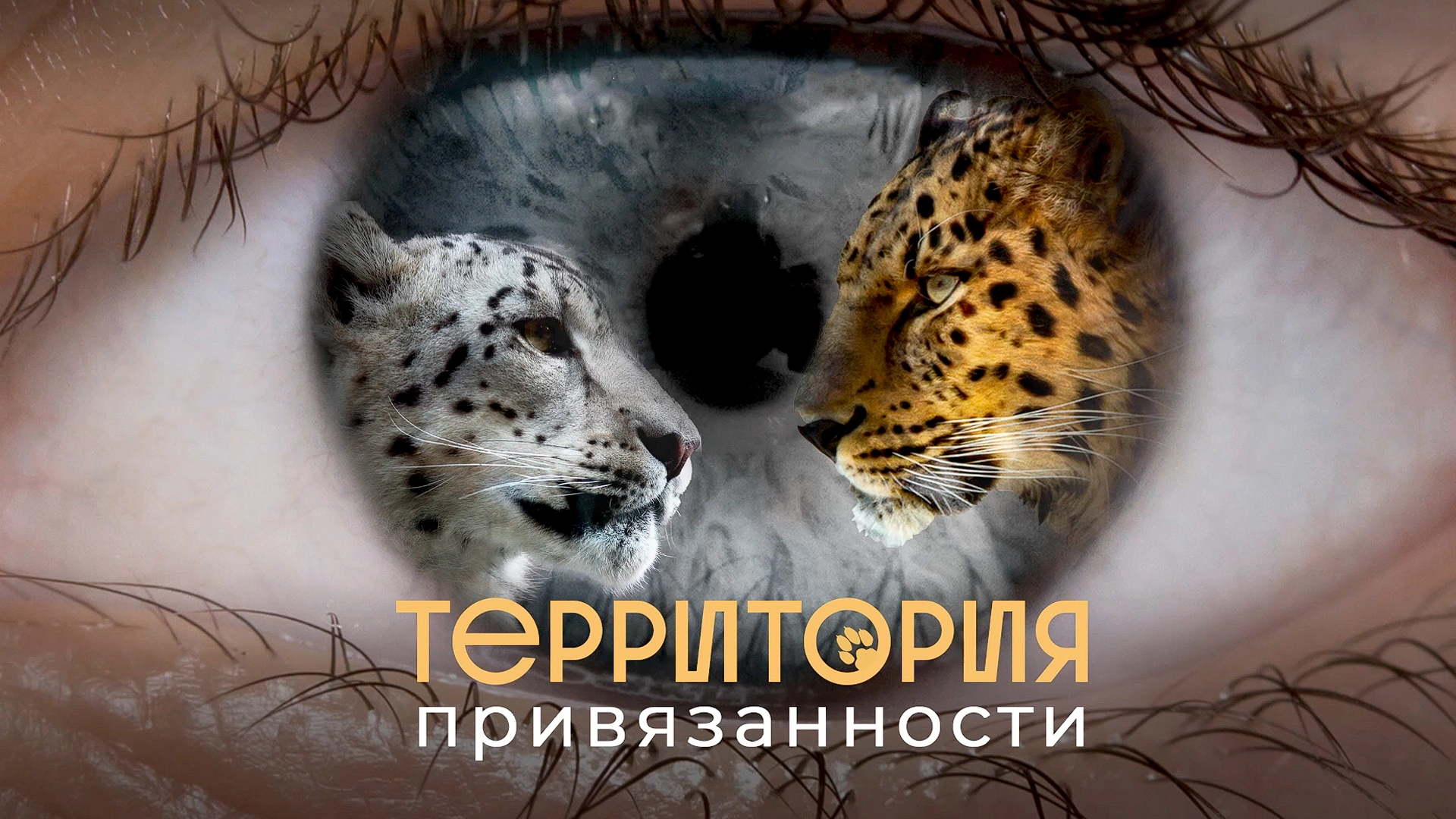 Территория привязанности